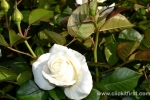 23 Victoria State Rose Garden and Mansion, Werribee