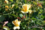 31 Victoria State Rose Garden and Mansion, Werribee