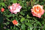 33 Victoria State Rose Garden and Mansion, Werribee