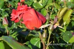 35 Victoria State Rose Garden and Mansion, Werribee