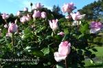 39 Victoria State Rose Garden and Mansion, Werribee