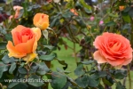 41 Victoria State Rose Garden and Mansion, Werribee