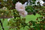 43 Victoria State Rose Garden and Mansion, Werribee