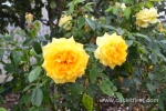 49 Victoria State Rose Garden and Mansion, Werribee