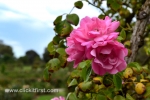 9 Victoria State Rose Garden and Mansion, Werribee