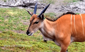 Werribee Zoo