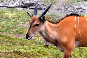 Werribee Zoo