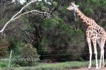 10  Werribee Zoo