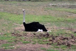 11  Werribee Zoo