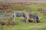 13  Werribee Zoo