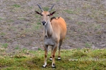 14  Werribee Zoo