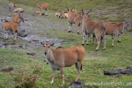 16  Werribee Zoo