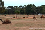 17  Werribee Zoo