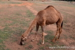 18  Werribee Zoo