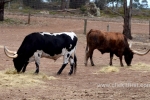 20  Werribee Zoo