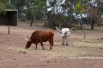 21  Werribee Zoo