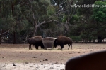 22  Werribee Zoo
