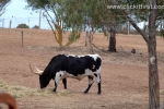 23  Werribee Zoo