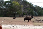25  Werribee Zoo
