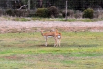 29  Werribee Zoo