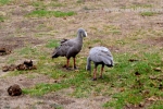 3  Werribee Zoo