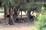 30  Werribee Zoo