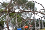33  Werribee Zoo