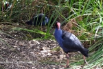 39  Werribee Zoo