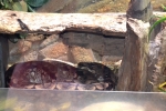 41  Werribee Zoo