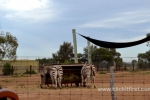7  Werribee Zoo
