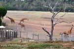 8  Werribee Zoo
