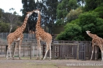 9  Werribee Zoo