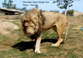 Wildlife Australia