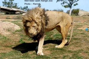 Wildlife Australia