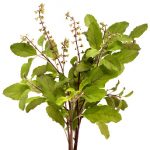 Indian natural herb tulsi to fight back swine flu.